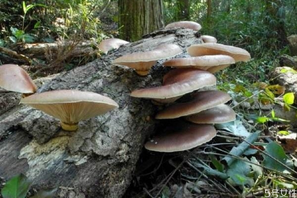 松蘑和土豆片能一起吃嗎 松蘑和土豆片能一起吃嗎