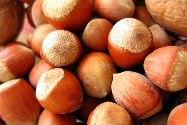 吃榛子會長胖嗎 榛子一天吃多少合適 吃榛子會長胖嗎 榛子一天吃多少合適