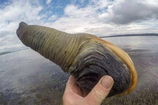 孕婦可以吃象拔蚌嗎 孕婦可以吃象拔蚌熬的粥嗎 孕婦可以吃象拔蚌嗎 孕婦可以吃象拔蚌熬的粥嗎