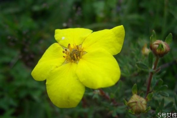 金露梅是一種什么植物呢 金露梅的作用有什么呢 金露梅是一種什么植物呢 金露梅的作用有什么呢