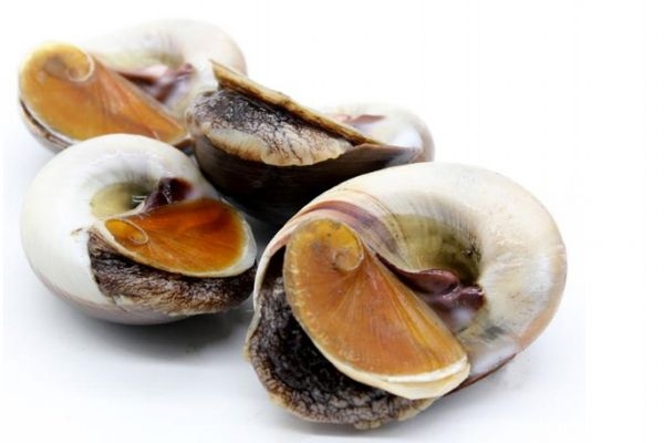 什么是香螺呢 香螺有什么營(yíng)養(yǎng)價(jià)值呢 什么是香螺呢 香螺有什么營(yíng)養(yǎng)價(jià)值呢