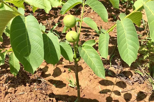 核桃葉能吃嗎 核桃葉和艾草一起泡腳的功效 核桃葉能吃嗎 核桃葉和艾草一起泡腳的功效