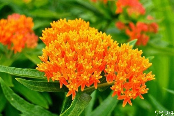 馬利筋是一種什么植物呢 馬利筋有什么作用呢 馬利筋是一種什么植物呢 馬利筋有什么作用呢