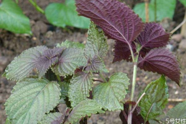 吃紫蘇葉有什么好處呢 紫蘇葉怎么做好吃呢 吃紫蘇葉有什么好處呢 紫蘇葉怎么做好吃呢