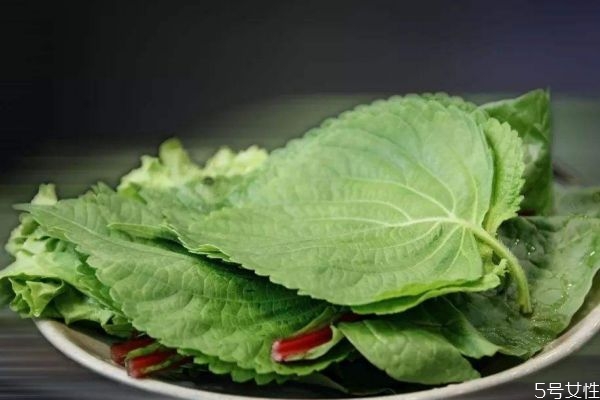 吃紫蘇葉有什么好處呢 紫蘇葉怎么做好吃呢 吃紫蘇葉有什么好處呢 紫蘇葉怎么做好吃呢