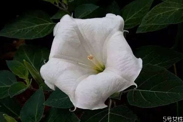 什么是月光花呢 月光花有什么作用呢 什么是月光花呢 月光花有什么作用呢