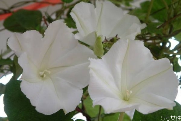 月光花的花語(yǔ)是什么呢 月光花的種植有什么注意的呢 月光花的花語(yǔ)是什么呢 月光花的種植有什么注意的呢