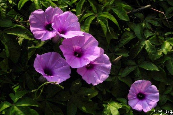 月光花的花語(yǔ)是什么呢 月光花的種植有什么注意的呢 月光花的花語(yǔ)是什么呢 月光花的種植有什么注意的呢