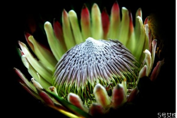 帝王花的花語是什么呢 帝王花的種植有什么注意的呢 帝王花的花語是什么呢 帝王花的種植有什么注意的呢