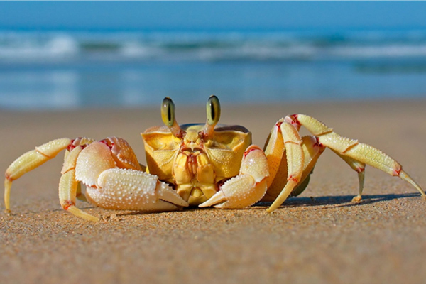 抱卵蟹為什么不好吃 抱卵蟹怎么吃好 抱卵蟹為什么不好吃 抱卵蟹怎么吃好