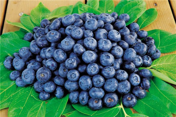 藍莓外面的白霜是什么 藍莓吃皮要注意什么 藍莓外面的白霜是什么 藍莓吃皮要注意什么