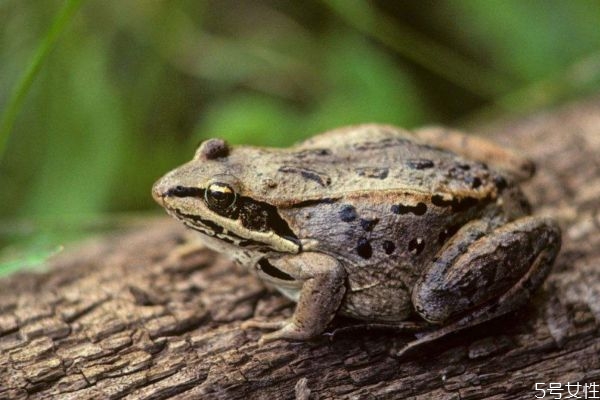 雪蛤是長什么樣子 雪蛤怎么吃呢 雪蛤是長什么樣子 雪蛤怎么吃呢