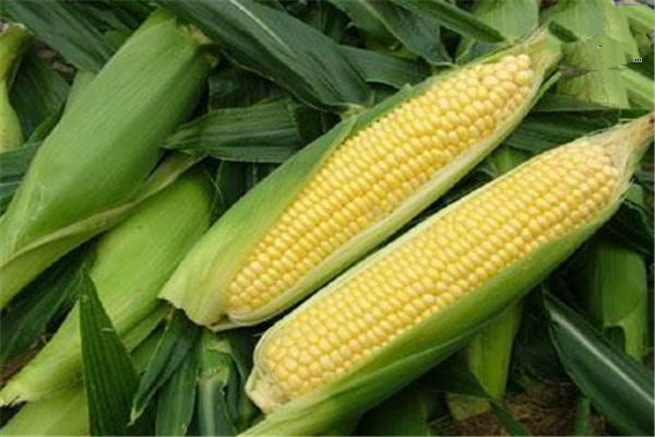 吃玉米的最佳時(shí)間 玉米?？梢灾竺鏃l嗎