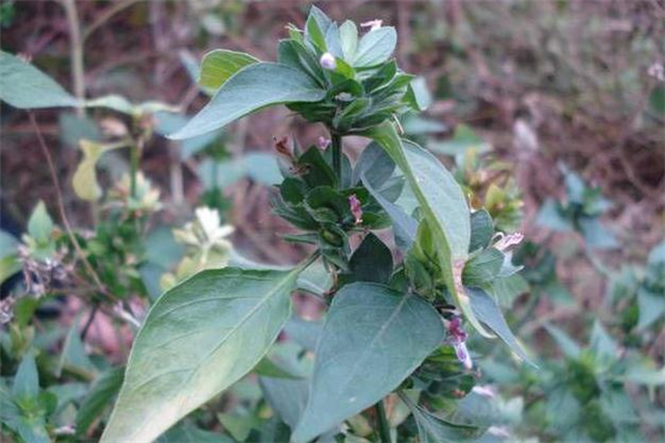 狗肝菜煲什么湯最清肝 狗肝菜湯的做法 狗肝菜煲什么湯最清肝 狗肝菜湯的做法