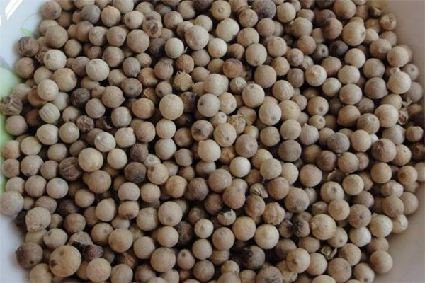 白胡椒是辛辣食物嗎 白胡椒為什么不能油炸 白胡椒是辛辣食物嗎 白胡椒為什么不能油炸