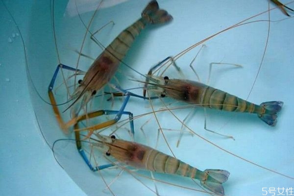 沼蝦和明蝦有什么區(qū)別 什么是沼蝦和明蝦 沼蝦和明蝦有什么區(qū)別 什么是沼蝦和明蝦