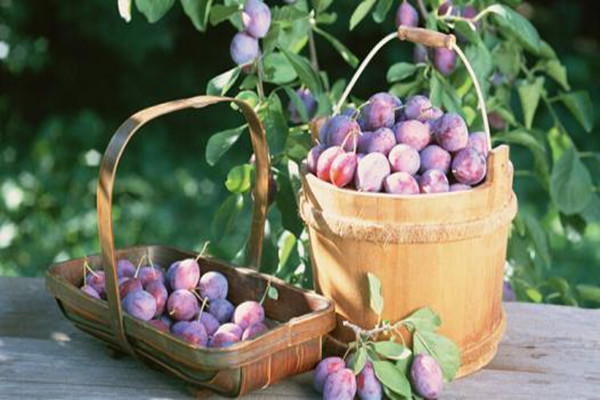 女生吃西梅有什么好處 西梅怎么吃減肥 女生吃西梅有什么好處 西梅怎么吃減肥