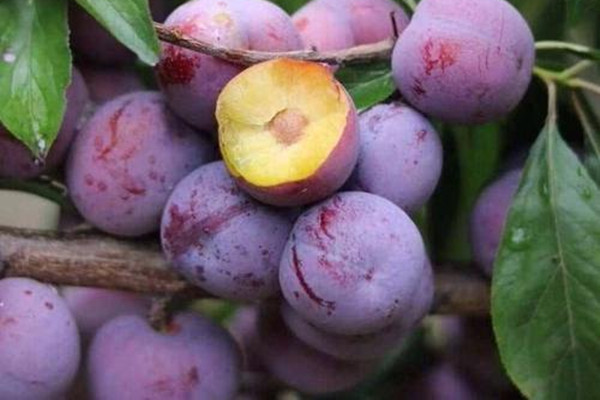 女生吃西梅有什么好處 西梅怎么吃減肥 女生吃西梅有什么好處 西梅怎么吃減肥