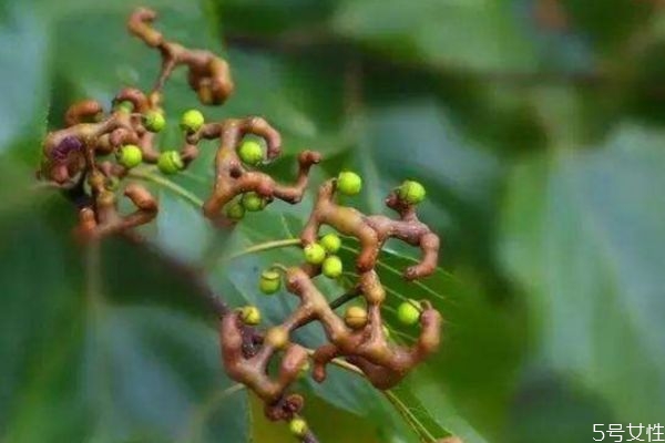 雞爪果可以泡酒嗎 雞爪果泡酒有什么功效 雞爪果可以泡酒嗎 雞爪果泡酒有什么功效