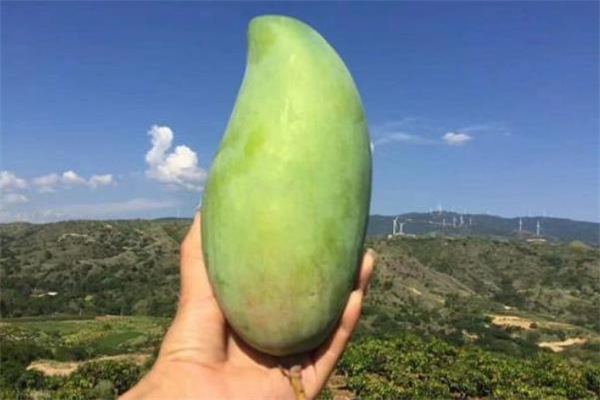 青芒果沒熟吃了會中毒嗎 青芒切開太生了怎么辦