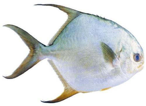 哺乳期可以吃金鯧魚嗎 哺乳期什么魚不能吃 哺乳期可以吃金鯧魚嗎 哺乳期什么魚不能吃