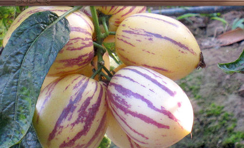 人參果長(zhǎng)的好還是圓的好 人參果沒(méi)熟能吃嗎