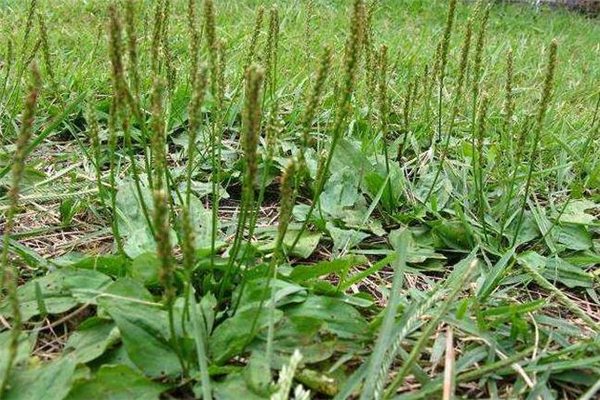 車前草適合什么人吃 車前草什么人不能吃 車前草適合什么人吃 車前草什么人不能吃