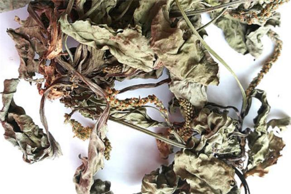 車(chē)前草能治前列腺炎嗎 車(chē)前草治前列腺炎多久見(jiàn)效 車(chē)前草能治前列腺炎嗎 車(chē)前草治前列腺炎多久見(jiàn)效