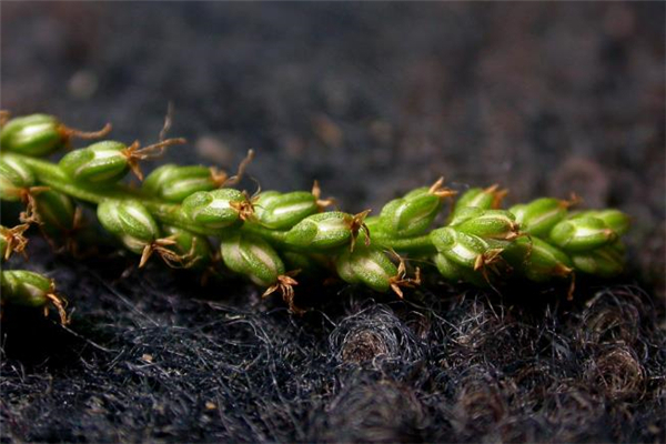 車前草能治腎炎嗎 車前草怎么吃治腎炎 車前草能治腎炎嗎 車前草怎么吃治腎炎