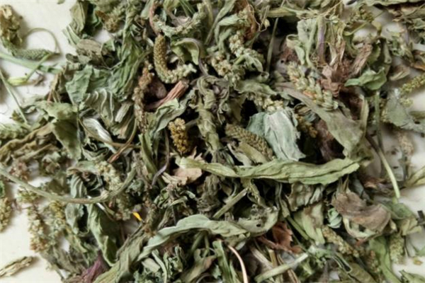 車前草能治腎炎嗎 車前草怎么吃治腎炎 車前草能治腎炎嗎 車前草怎么吃治腎炎