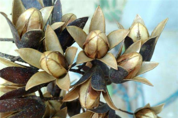 香椿籽泡水可以天天喝嗎 香椿籽泡水有副作用嗎 香椿籽泡水可以天天喝嗎 香椿籽泡水有副作用嗎