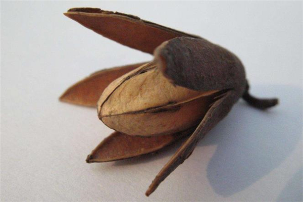 香椿籽泡水可以天天喝嗎 香椿籽泡水有副作用嗎 香椿籽泡水可以天天喝嗎 香椿籽泡水有副作用嗎