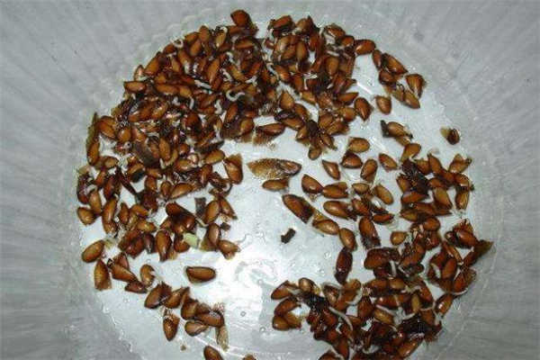 香椿子多少錢(qián)一斤 香椿籽怎么吃 香椿子多少錢(qián)一斤 香椿籽怎么吃