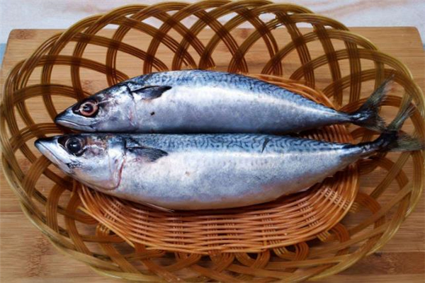 鲅魚什么人不能吃 鲅魚不能和什么一起吃 鲅魚什么人不能吃 鲅魚不能和什么一起吃