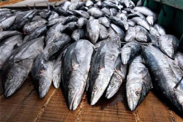 馬鮫魚什么人不能吃 膽固醇高能吃馬鮫魚嗎 馬鮫魚什么人不能吃 膽固醇高能吃馬鮫魚嗎