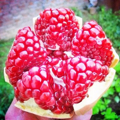 酸石榴可以直接吃嗎 酸石榴可以止咳嗎 酸石榴可以直接吃嗎 酸石榴可以止咳嗎