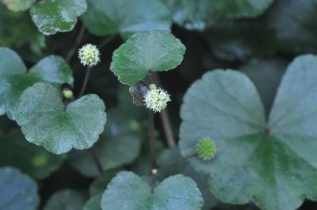 馬蹄草肉末湯怎么做好吃 馬蹄草可以煮水喝嗎 馬蹄草肉末湯怎么做好吃 馬蹄草可以煮水喝嗎
