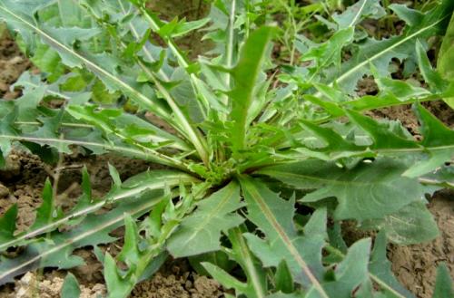 青刺尖煎餅怎么做好吃 青刺尖可以清炒嗎 青刺尖煎餅怎么做好吃 青刺尖可以清炒嗎