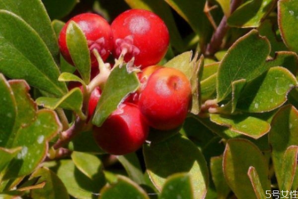 什么是熊果苷 熊果苷祛斑有副作用嗎 什么是熊果苷 熊果苷祛斑有副作用嗎