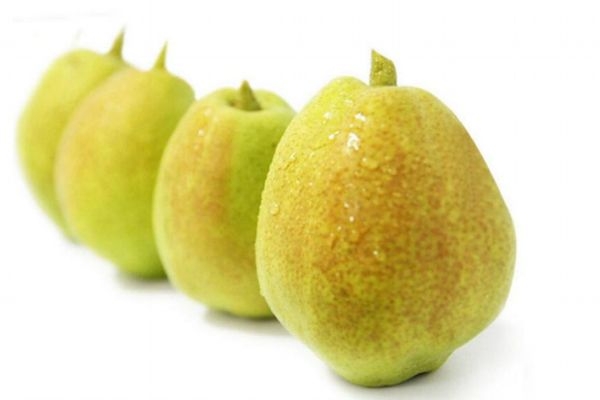 香梨在幾月份成熟能收獲 香梨的營養(yǎng)價值 香梨在幾月份成熟能收獲 香梨的營養(yǎng)價值