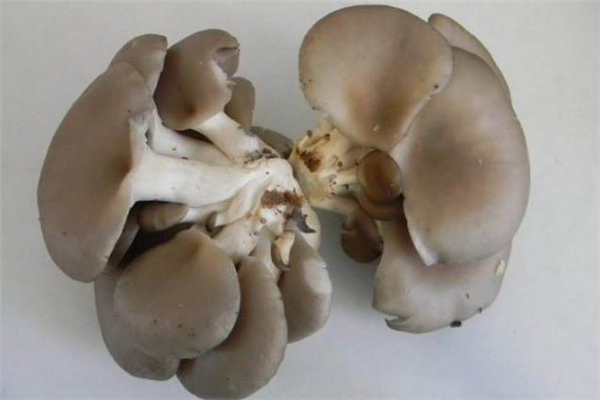 哺乳期能吃平菇嗎 吃平菇會(huì)回奶嗎 哺乳期能吃平菇嗎 吃平菇會(huì)回奶嗎