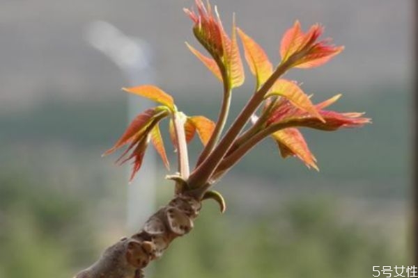 香椿可以怎么吃 香椿怎么做好吃 香椿可以怎么吃 香椿怎么做好吃