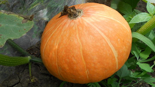 多吃南瓜可以補(bǔ)氣血嗎 牛肉南瓜怎么做好吃 多吃南瓜可以補(bǔ)氣血嗎 牛肉南瓜怎么做好吃