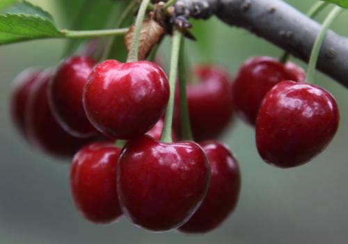 櫻桃鐵含量高嗎 櫻桃燕麥粥怎么做好吃 櫻桃鐵含量高嗎 櫻桃燕麥粥怎么做好吃