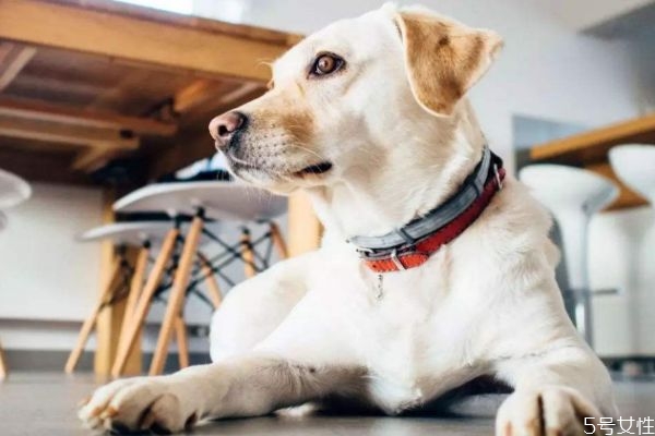 寵物對(duì)于家庭有什么意義 養(yǎng)寵物的家庭有什么好 寵物對(duì)于家庭有什么意義 養(yǎng)寵物的家庭有什么好