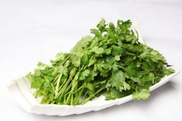 吃香菜會(huì)上火嗎 吃香菜對(duì)男人有害處嗎 吃香菜會(huì)上火嗎 吃香菜對(duì)男人有害處嗎