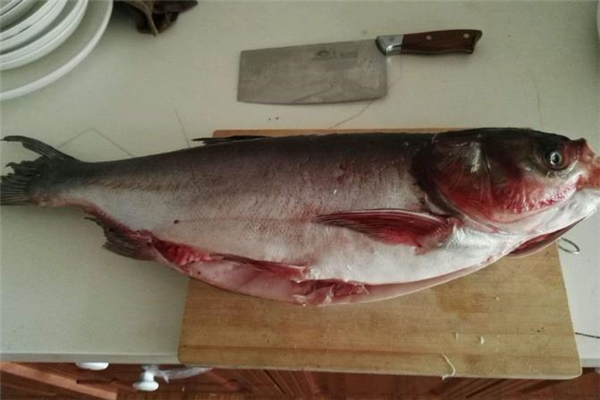 花鰱魚(yú)什么人不能吃 花鰱魚(yú)適合什么人吃 花鰱魚(yú)什么人不能吃 花鰱魚(yú)適合什么人吃