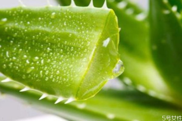 蘆薈膠白天可以用嗎 蘆薈膠白天用會(huì)變黑嗎 蘆薈膠白天可以用嗎 蘆薈膠白天用會(huì)變黑嗎