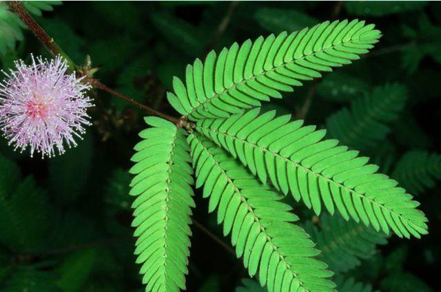 含羞草有毒嗎 含羞草毒性大嗎 含羞草有毒嗎 含羞草毒性大嗎