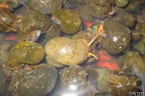 田螺應該怎么清洗 清洗田螺的方法 田螺應該怎么清洗 清洗田螺的方法